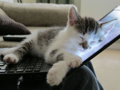 Katze-Laptop-Schlafen-Tastatur.jpg